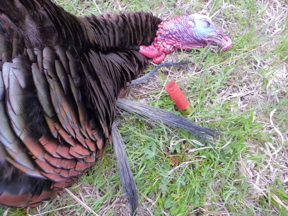 3-Bearded 18.5 LBS and 1.25 inch Spurs 3-Bearded 18.5 LBS and 1.25 inch Spurs