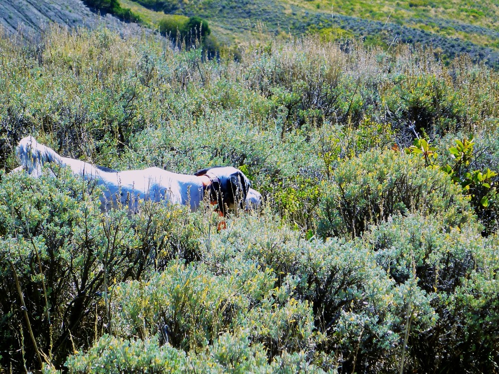 Grouse River Gretchen on Colorado Blue Grouse