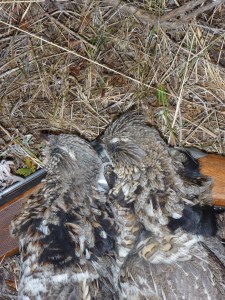 A fine brace of gray-phased ruffs.  