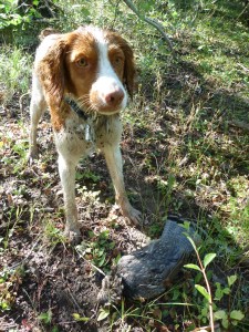 Our first ruff of 2012.  Without Misty, it would not have happened.  