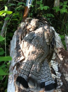 First and only bird of September.  