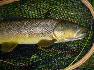 Nice Madison River Brown Trout