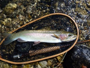 Big Trout on a Dry Fly