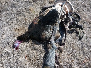 Shawn's Tom Center, which he calls "The Turkey Slayer."