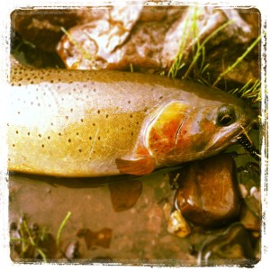 I love big native cutties!