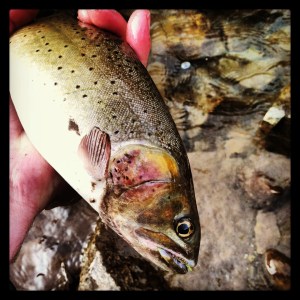 Yellowstone Cutthroat have the most beautiful maroon gill plates.  