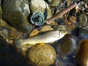 Brown trout in boulder strewn runs.