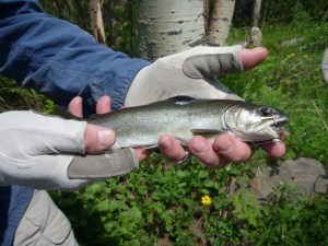 Weird Brook Trout with no spots or typical coloration.