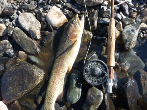 Big fish on dry flies is the height of fly fishing.  