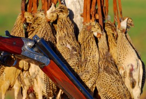 Tinamou or Perdiz of Argentina.