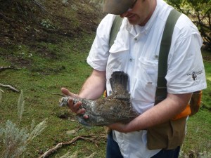 My favorite game bird.  