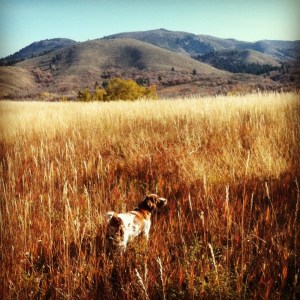 Misty pointing on the Royal Macnab in all its fall glory