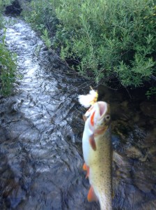 Cutthroat on a Chubby Mormon Girl.  