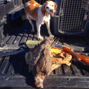 Sunny Girl and the grouse she retrieved.  I don't think this old gal with be with us much longer, but she sure had a nice point on this hunt.  