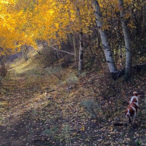 Misty in the grouse woods. 