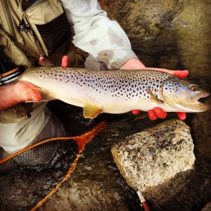 My first sxs and this brown on the same day . . . Can life get any better?  